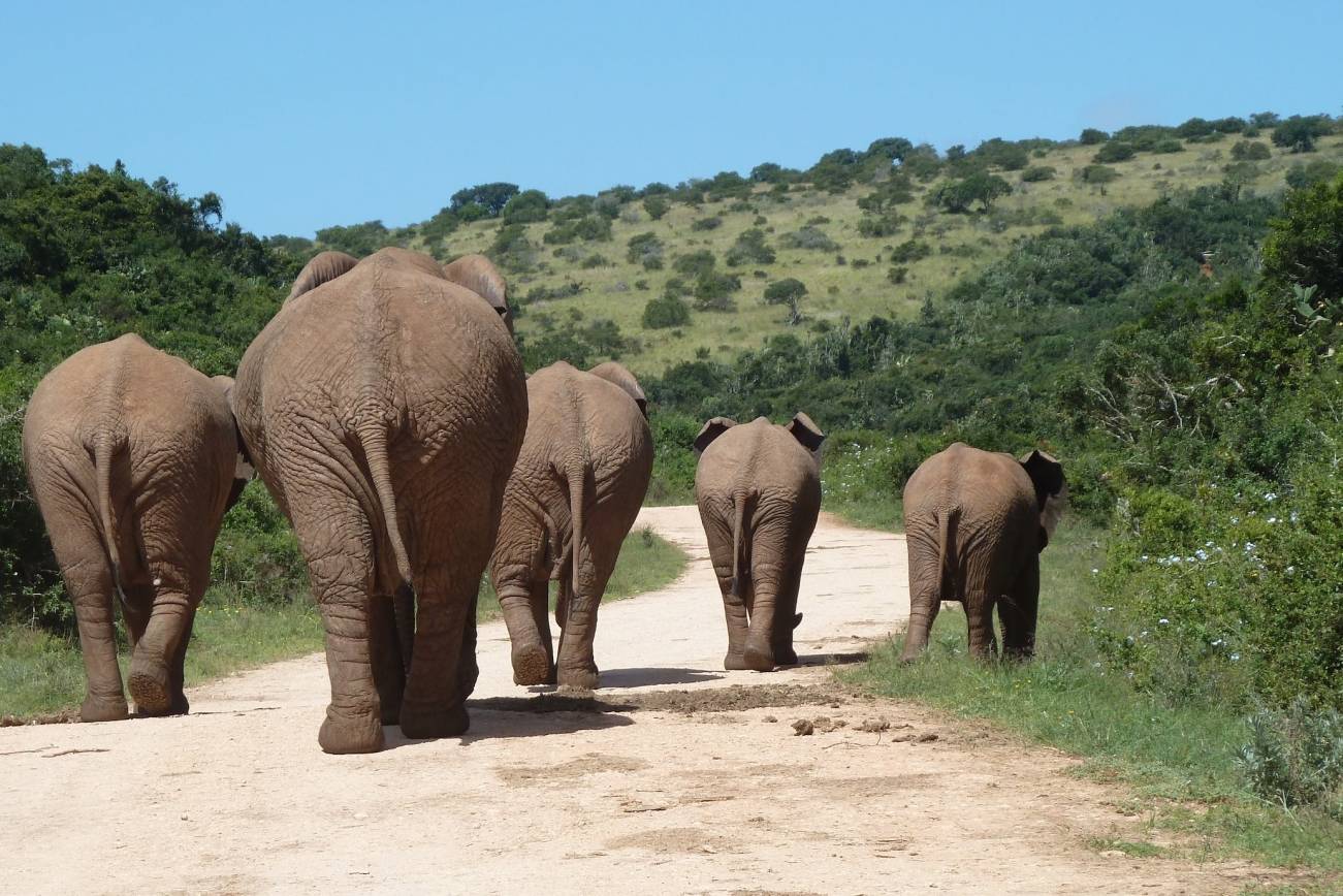 Addo Elephant National Park
