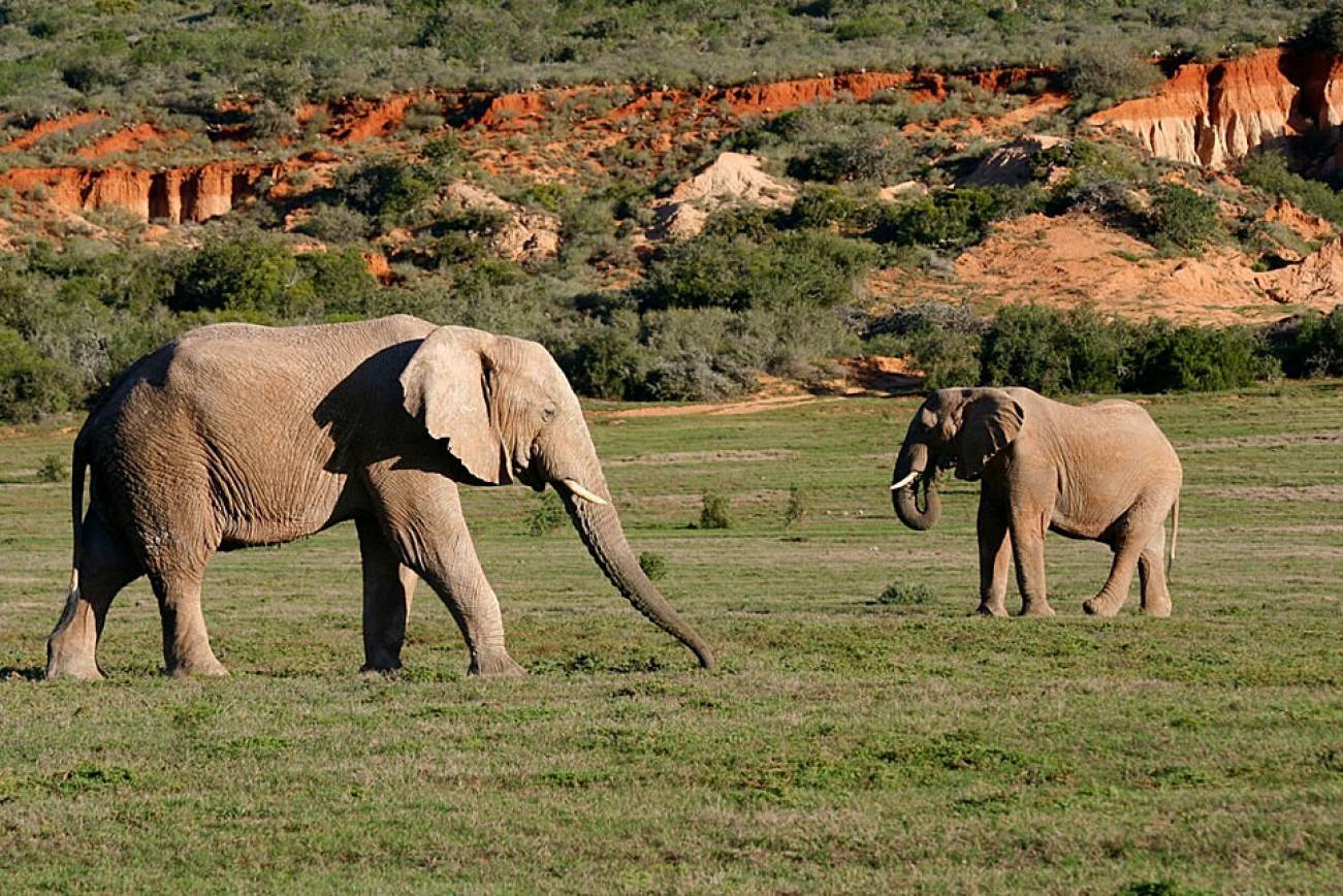 Amakhala Game Reserve