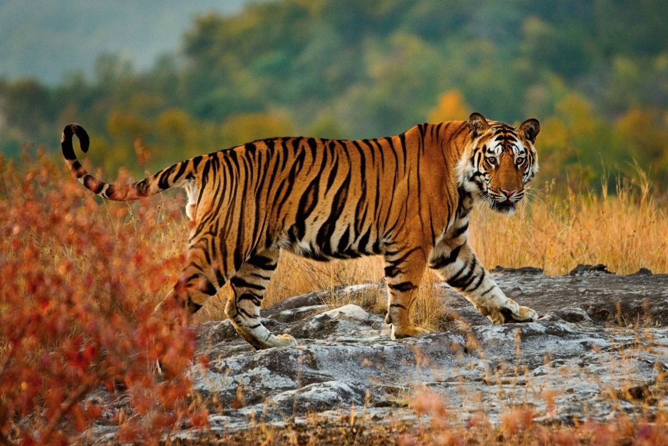 Bandhavgarh National Park