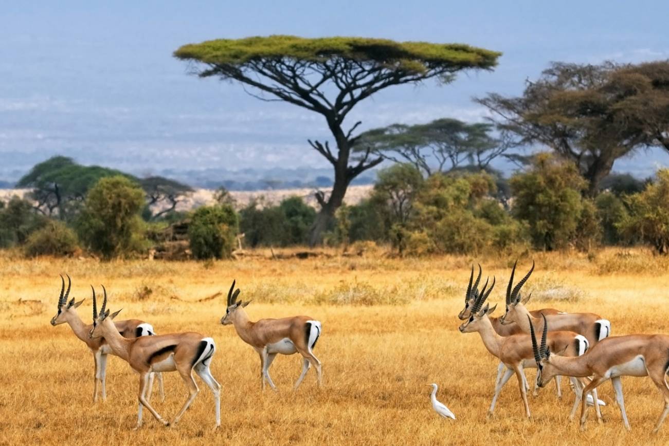 Chobe National Park