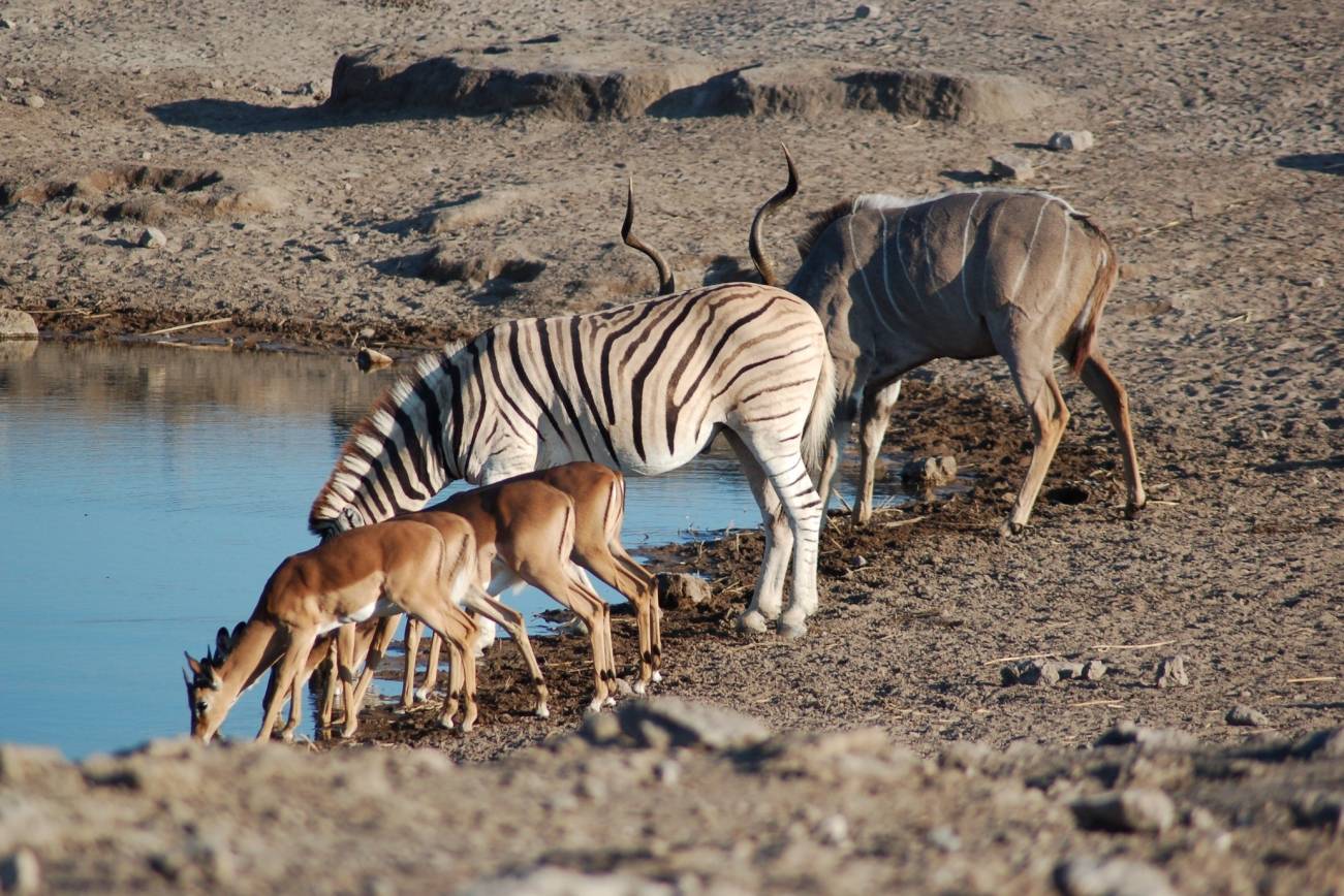 Etosha National Park