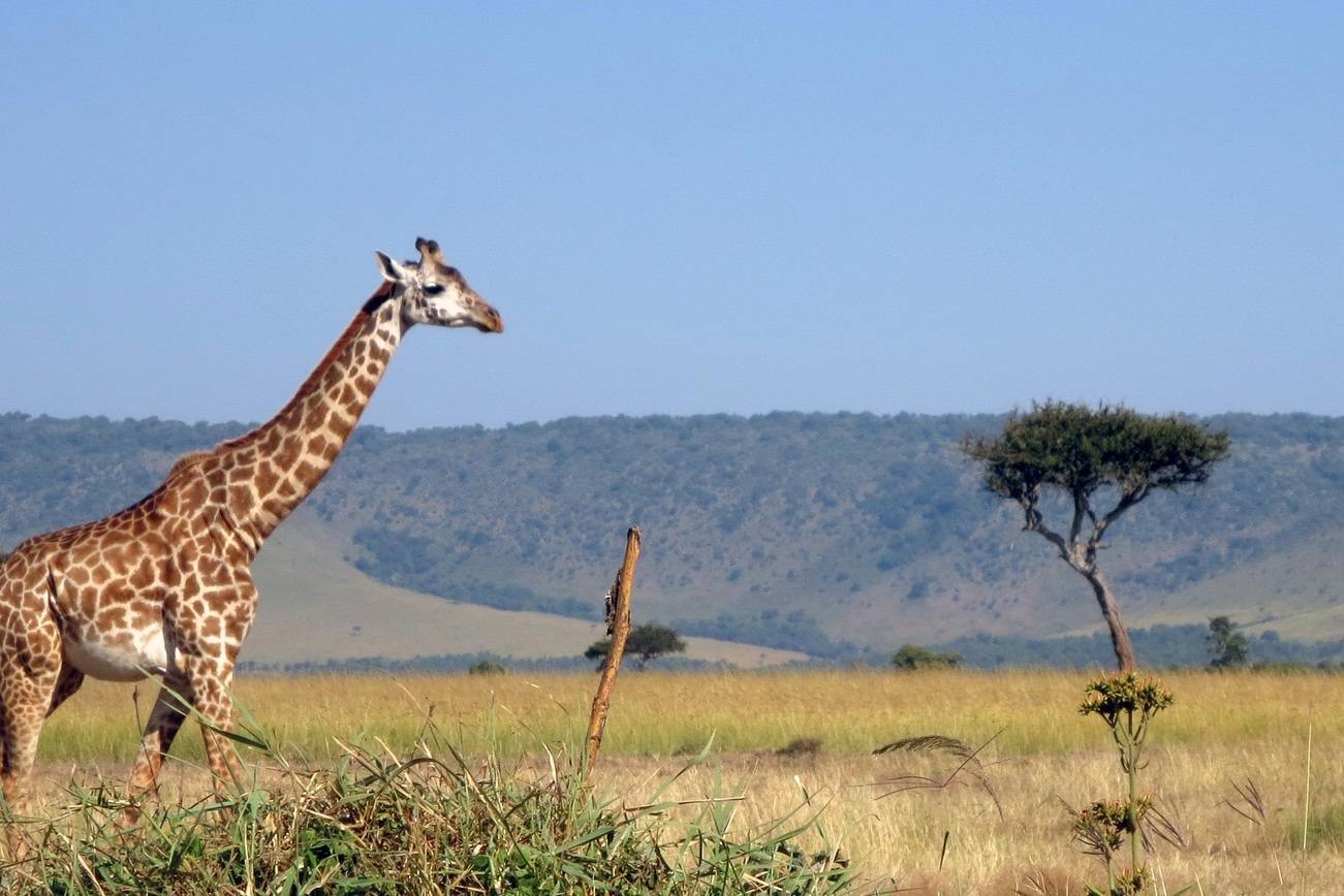 Masai Mara