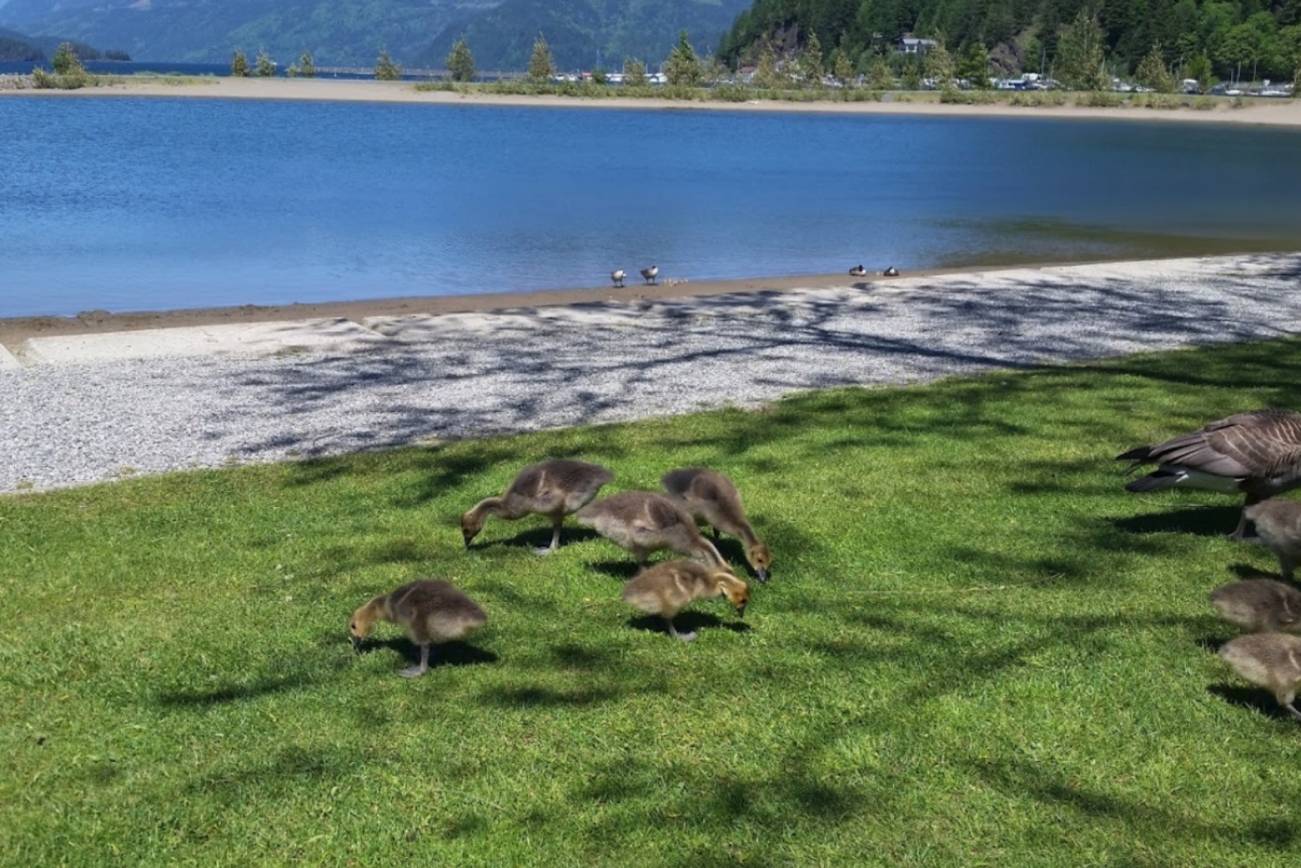 Harrison Hot Springs