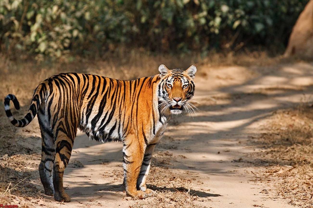 Kanha National Park