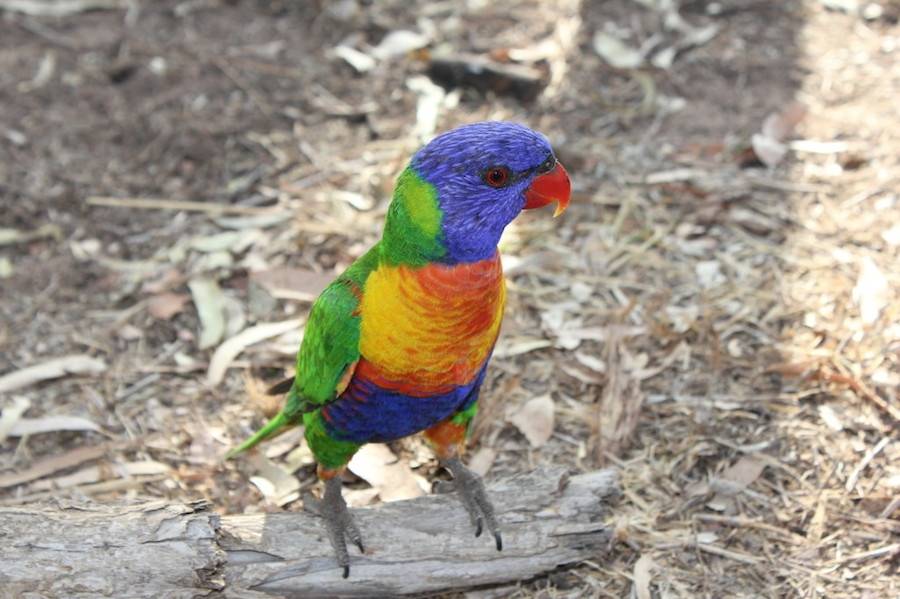 Lamington National Park