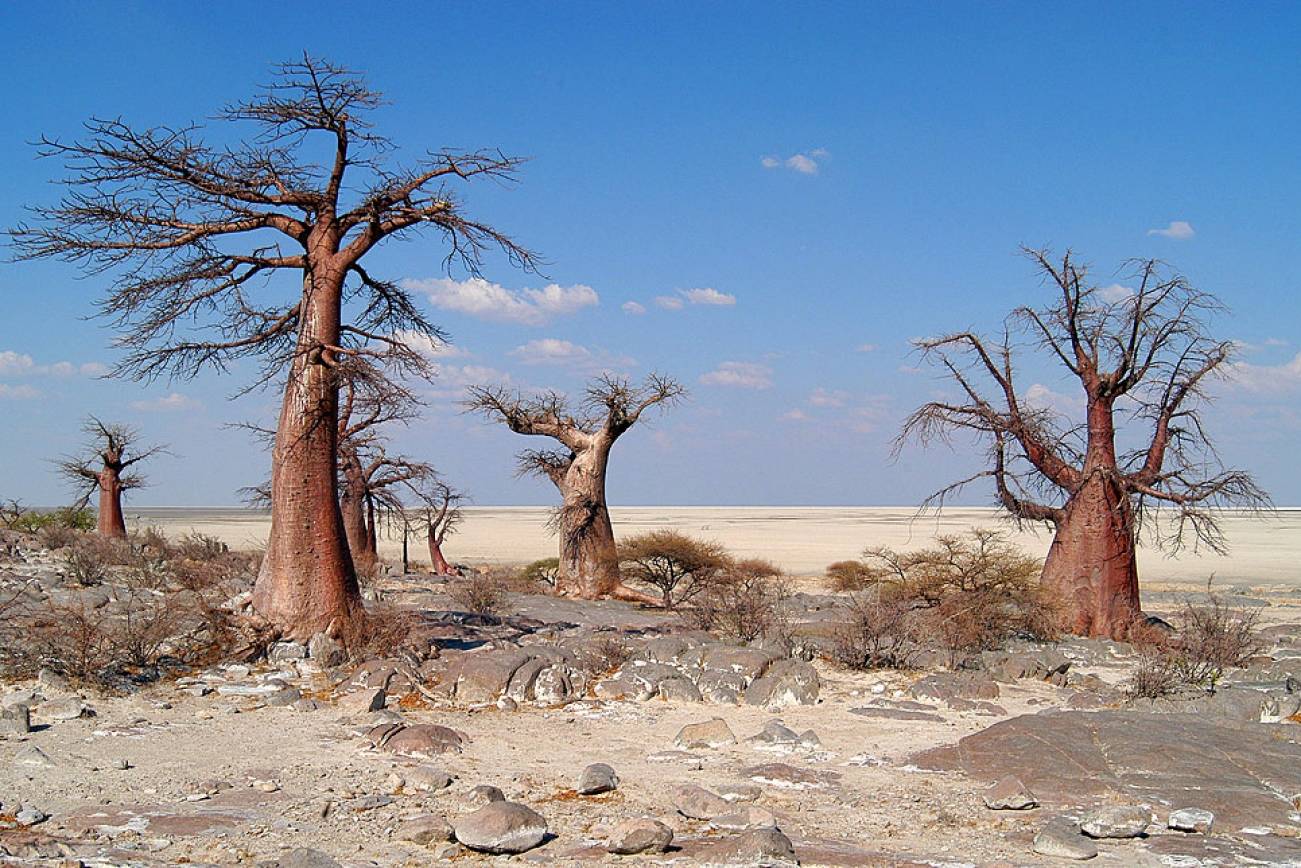 Makgadikgadi Pans