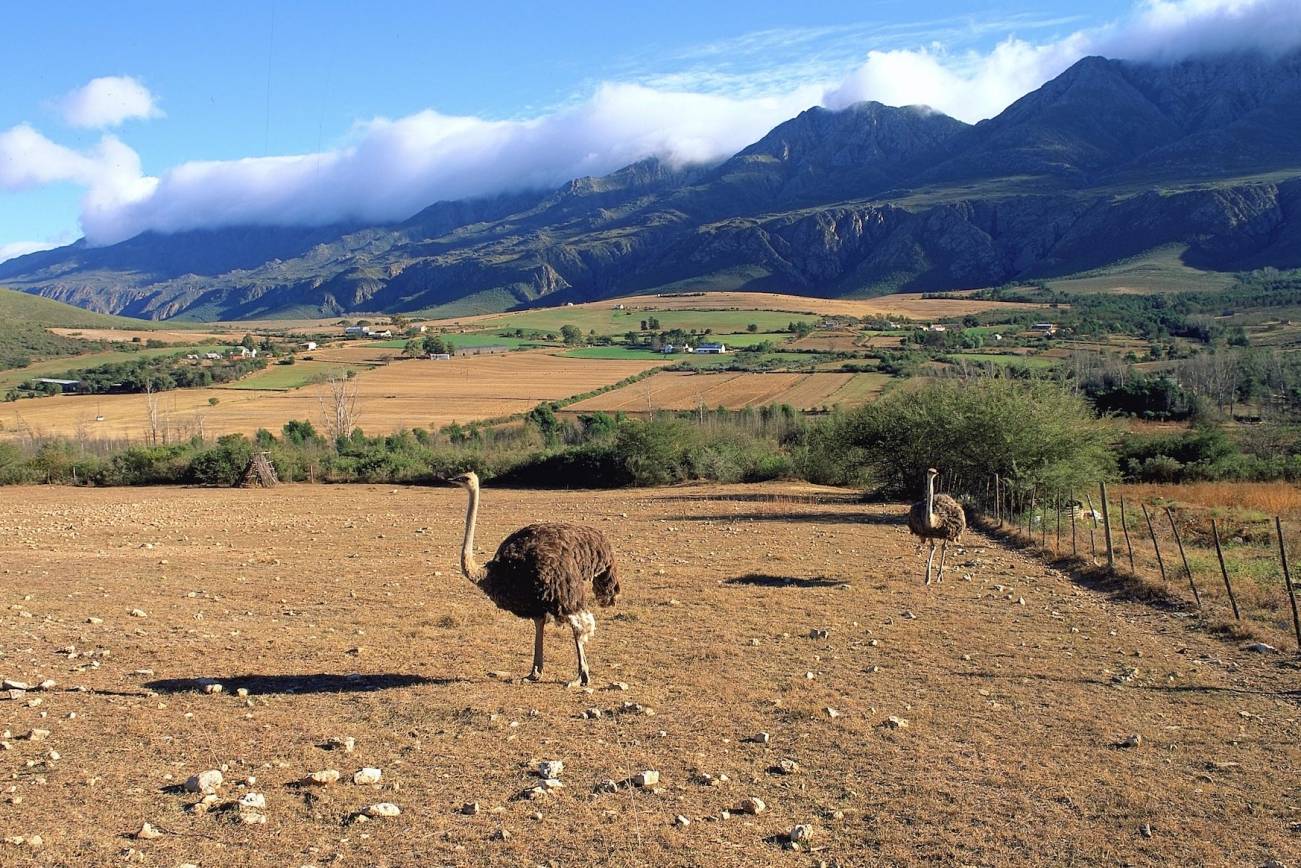 Oudtshoorn