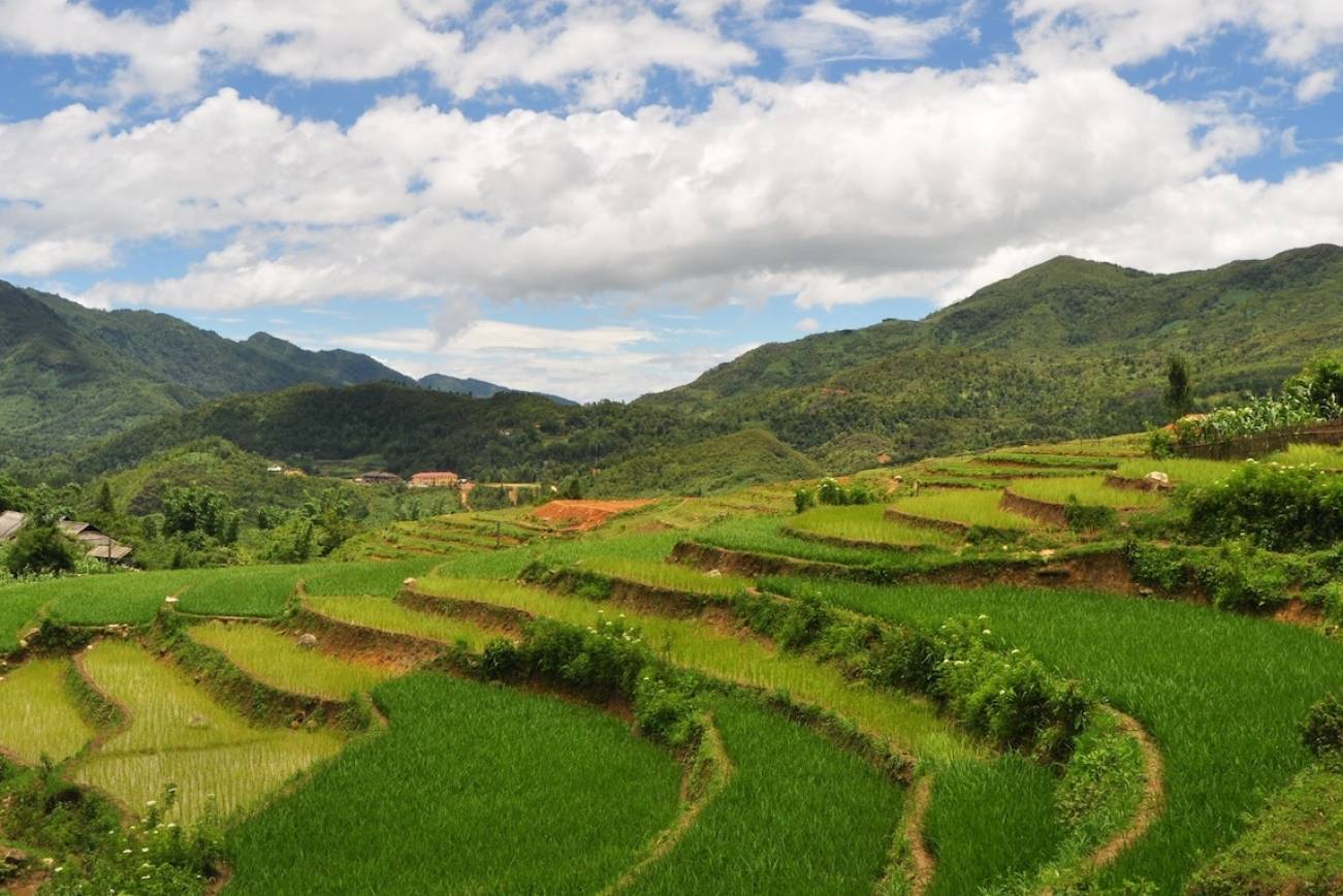 Sapa