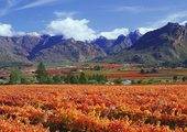 The Cape Region & Winelands