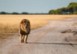 Central Kalahari
