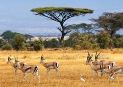 Chobe National Park
