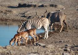 Etosha National Park