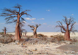 Makgadikgadi Pans