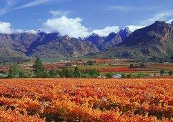 The Cape Region & Winelands