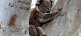 Hanson Bay Wildlife Sanctuary & Koala Walk, Hanson Bay