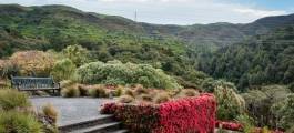 Otari - Wilton's Bush Native Botanic Garden