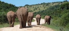 Addo Elephant National Park