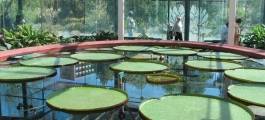 Adelaide Botanic Garden