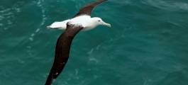 Otago Peninsula Wildlife Tour