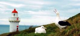 The Royal Albatross Centre