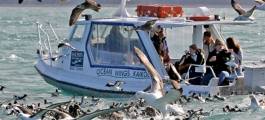 Kaikoura Albatross Encounter