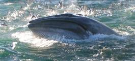 Auckland Whale & Dolphin Safari