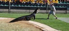 Croc Express - Australia Zoo from the Gold Coast