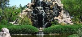 Bahrain Flora and Fauna Tour