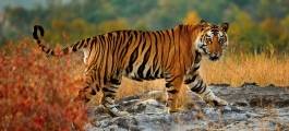 Bandhavgarh National Park