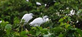 Bang Lang - Bird sanctuary