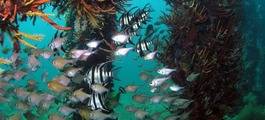 Busselton Underwater Observatory