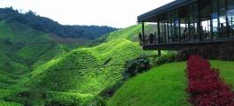 Tea Plantations