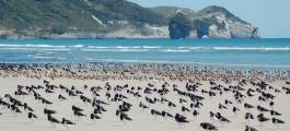Cape Farewell Eco Tour