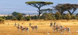 Chobe National Park