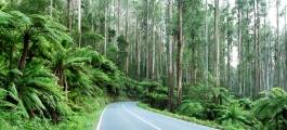 DANDENONG RANGES