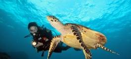 Diving Phi Phi