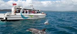 Bay of Islands Day Tour with Hole in the Rock Dolphin Cruise from Auckland