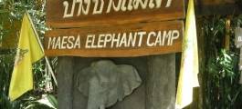 Maesa Elephant Camp and Park