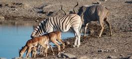 Etosha National Park