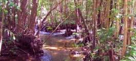 Holmes Jungle Nature Park