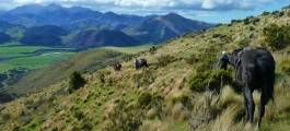 Hurunui High Country Track
