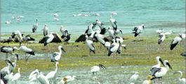 Jayakwadi Bird Sanctuary