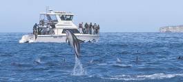 Kaikoura Dolphin Watch Cruise