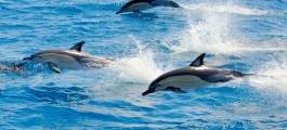 Dolphin Encounter Kaikoura - Swim with Dolphins Cruise
