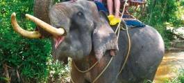 Elephant Trekking