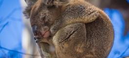 Koalas & Kangaroos In the Wild - Small Group Tour