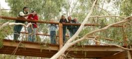 Koala Conservation Centre, Cowes