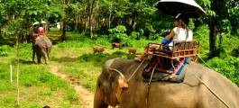 Elephant Trekking