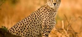 Sabi Sands