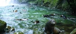Ohau Waterfall Walk and Seal Pups
